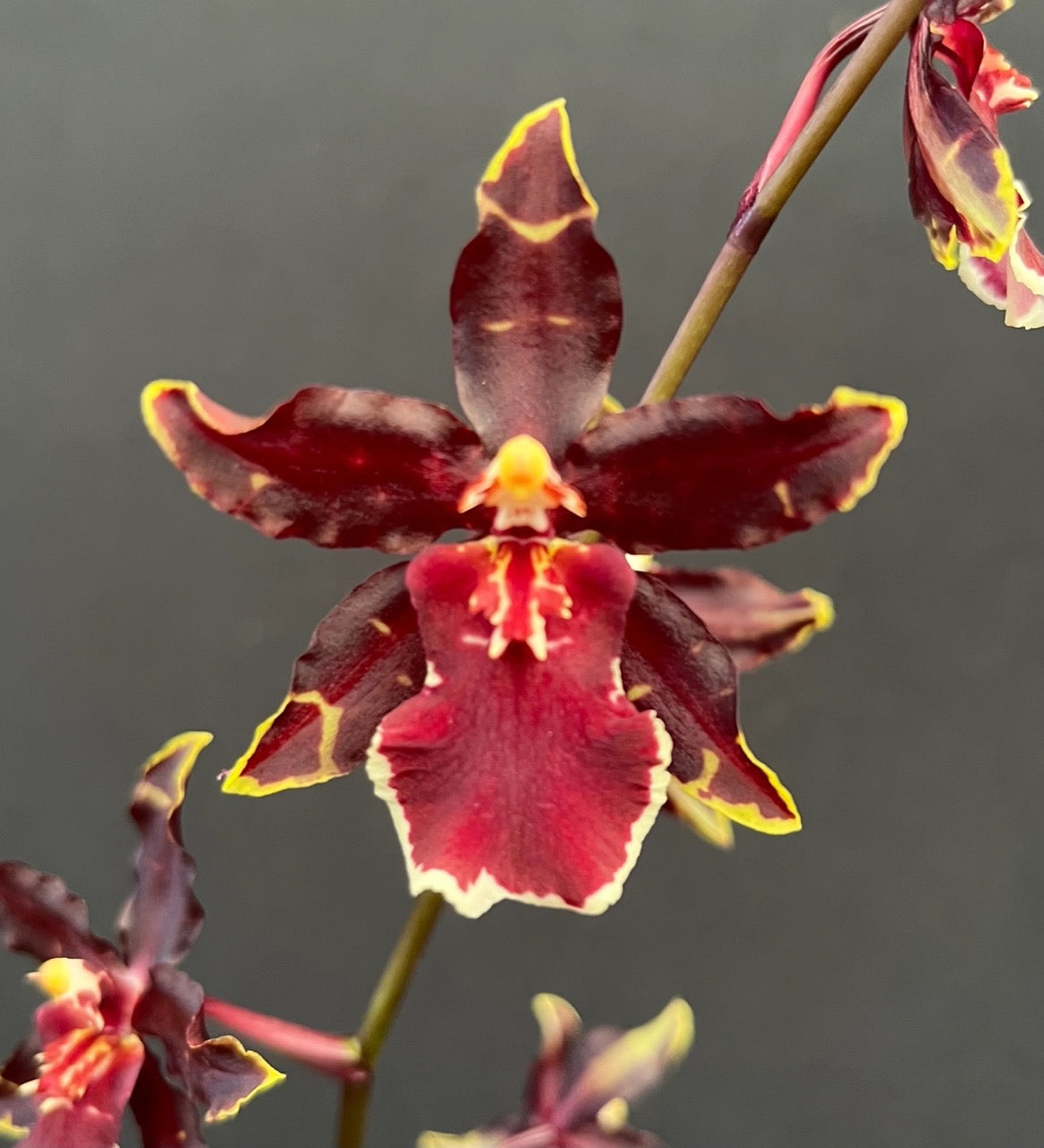 Odontocidium Wildcat ‘ Bobcat ‘ Orchid Comes in 4" Pot From Hawaii