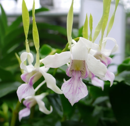 Orchid Dendrobium Antennatum Antelope New Guinea Spikes Fragrant Scent 4" Pot Orchid - Aloha Hawaii Orchids