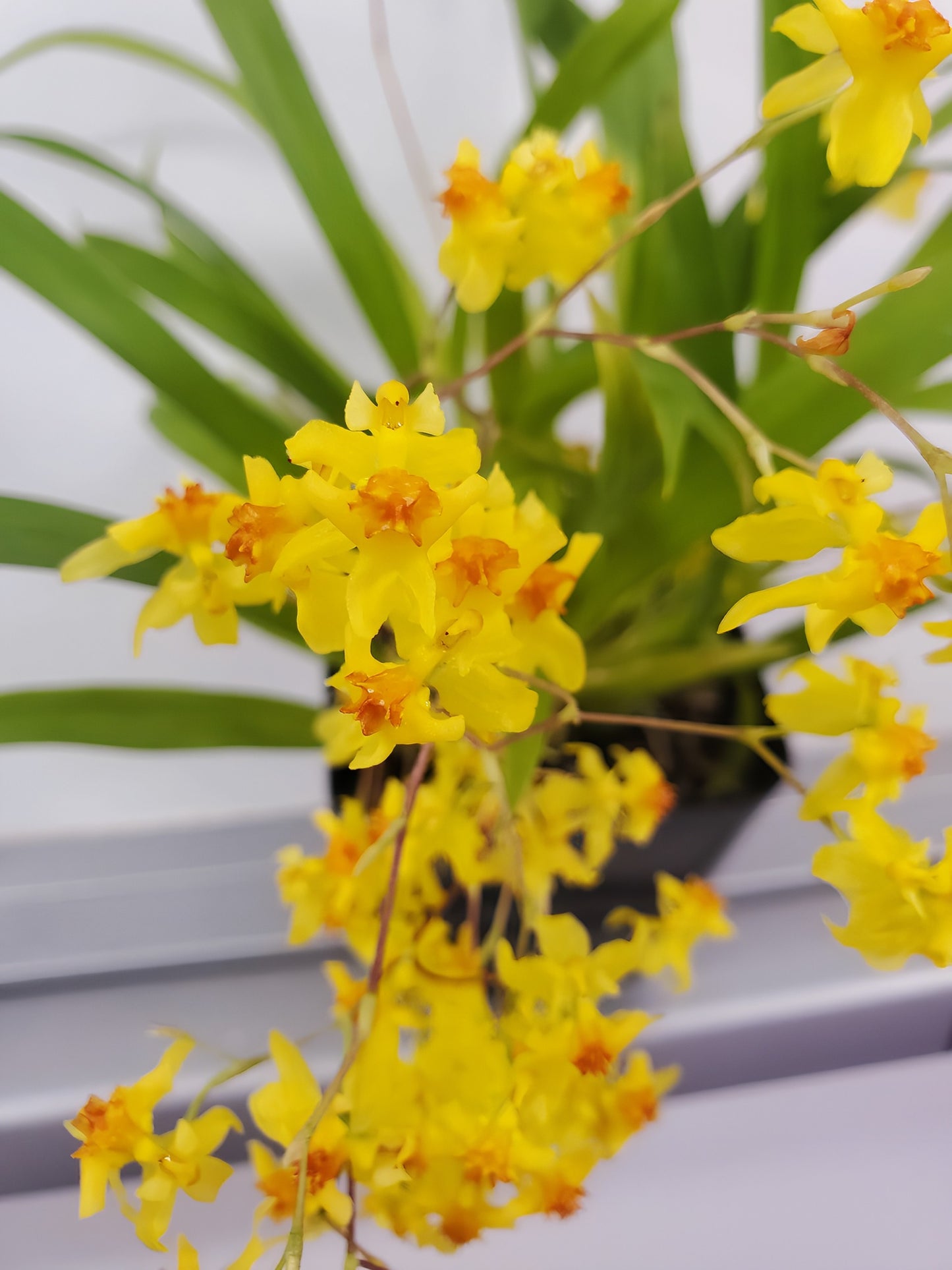 Oncidium Twinkle 'Yellow Bird' 2" pot Fragrant Orchid From Hawaii