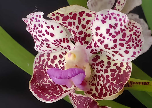 Fragrant Papilionanda orchid hybrid with sunset-toned flowers – Paksorn Fragrance × Kultana Indian Incense – exotic Vanda-type grown in Hawai‘i