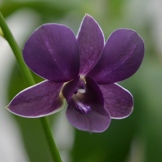 Dendrobium Blue Siam Blooming size orchid Comes in 4" pot
