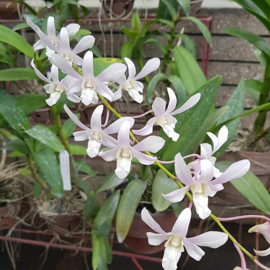 Orchid Dendrobium Jaquelyn Thomas'Uniwai Mist'4” blooming size White