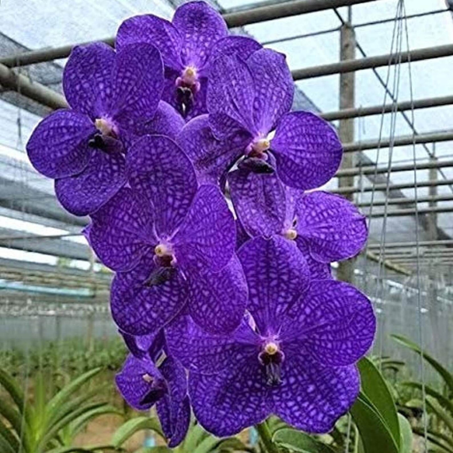 Live Orchid Vanda Flower Plant from Hawaii | Exotic Blue/Purple/Pink/Red Flower | Free Shipping in a Hanging Basket from Hawaii