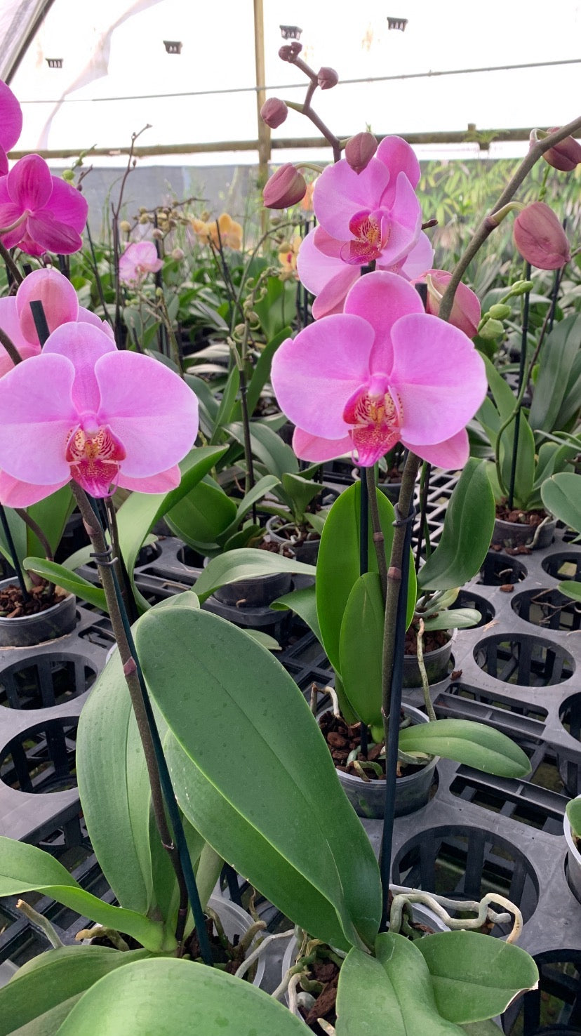 Lavender Phalaenopsis Orchid Orchidaceae 'Moth Orchid' Blooming size