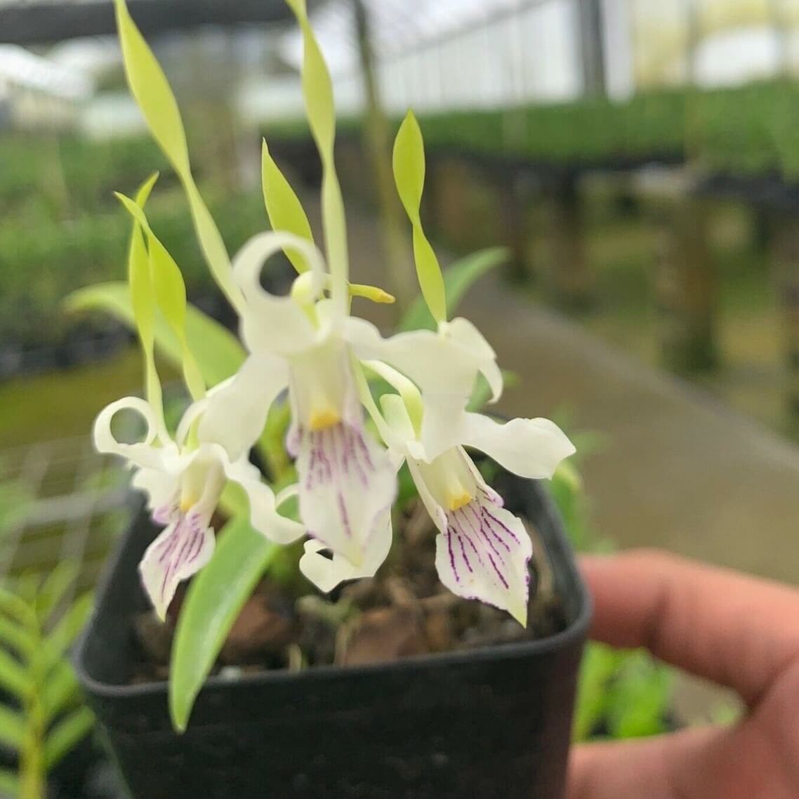 Orchid Dendrobium Antennatum Antelope New Guinea Spikes Fragrant Scent