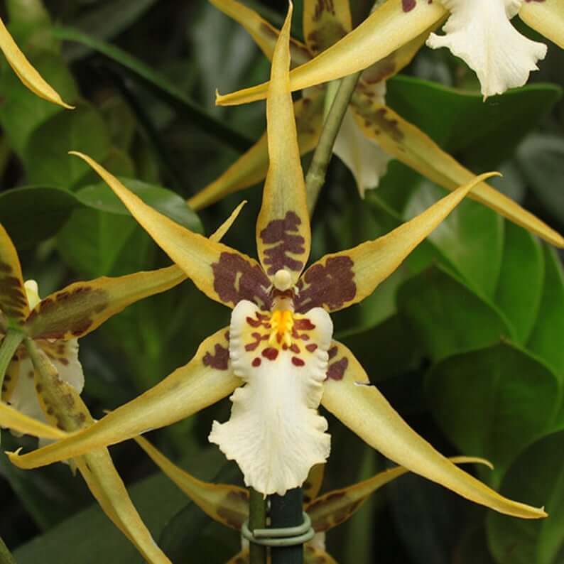 Orchid Maclellanara Yellow Star ‘Golden Gambol’ Tropical Live Plants