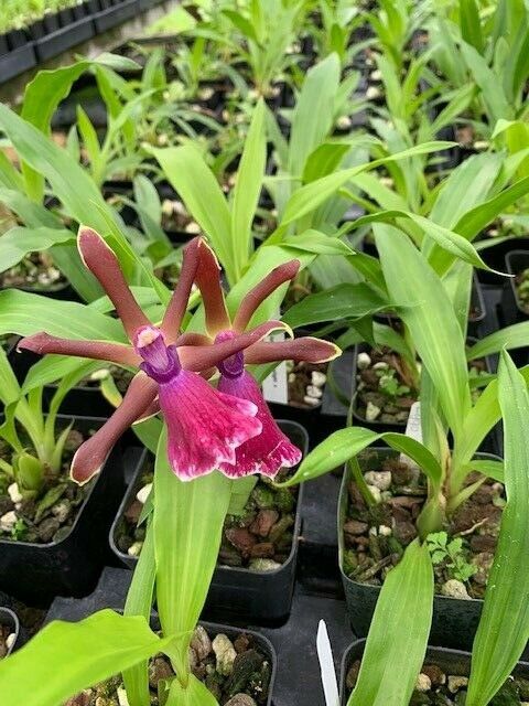 Orchid Zygopetalum Rhein Moonlight x Zygo.‘Blue Eyes’ Plant Fragrant