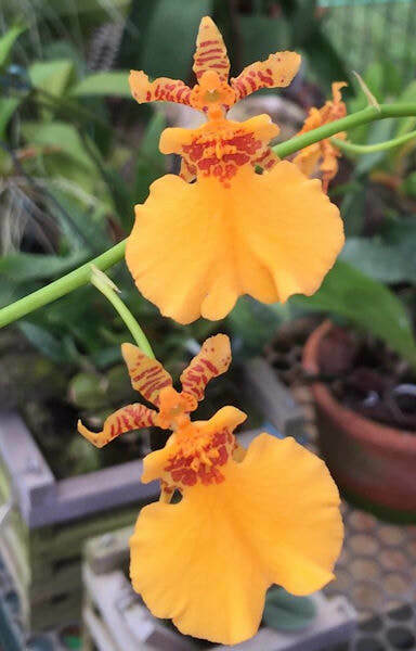 Oncidium Dancing lady ‘Orange Delight’ 4" Pot Plant