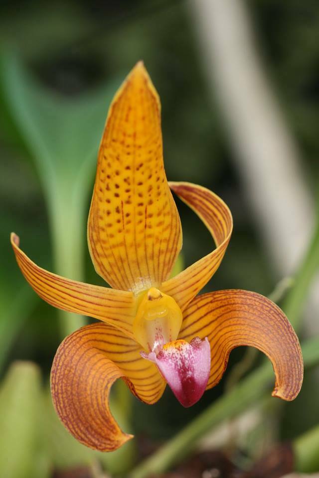 Orchid Bulbophyllum Claptonense Live Plant in 4" Pot