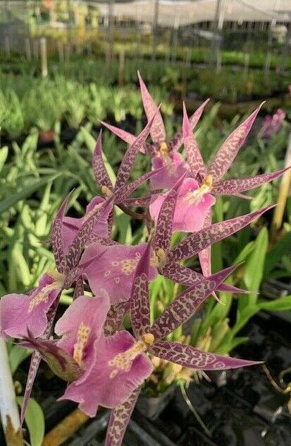 Orchid Miltassia C.M. Fitch ‘Izumi’ Live Plant