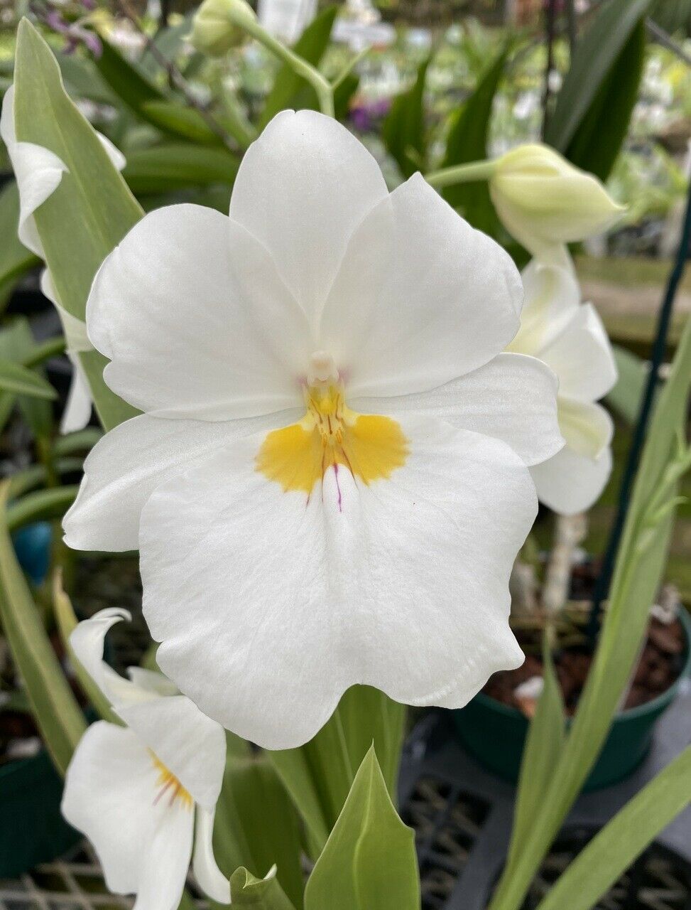 Orchid Miltoniopsis Pacific Clouds Fragrant Live Plant