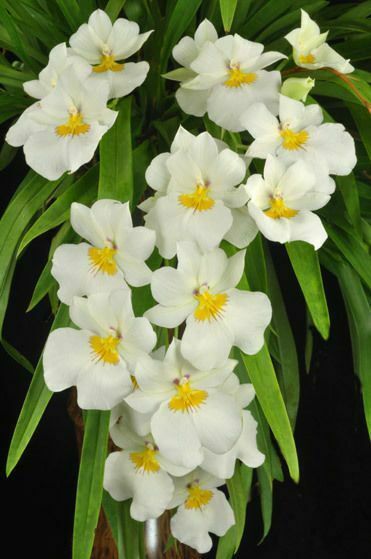 Orchid Miltoniopsis Pacific Clouds Fragrant Live Plant