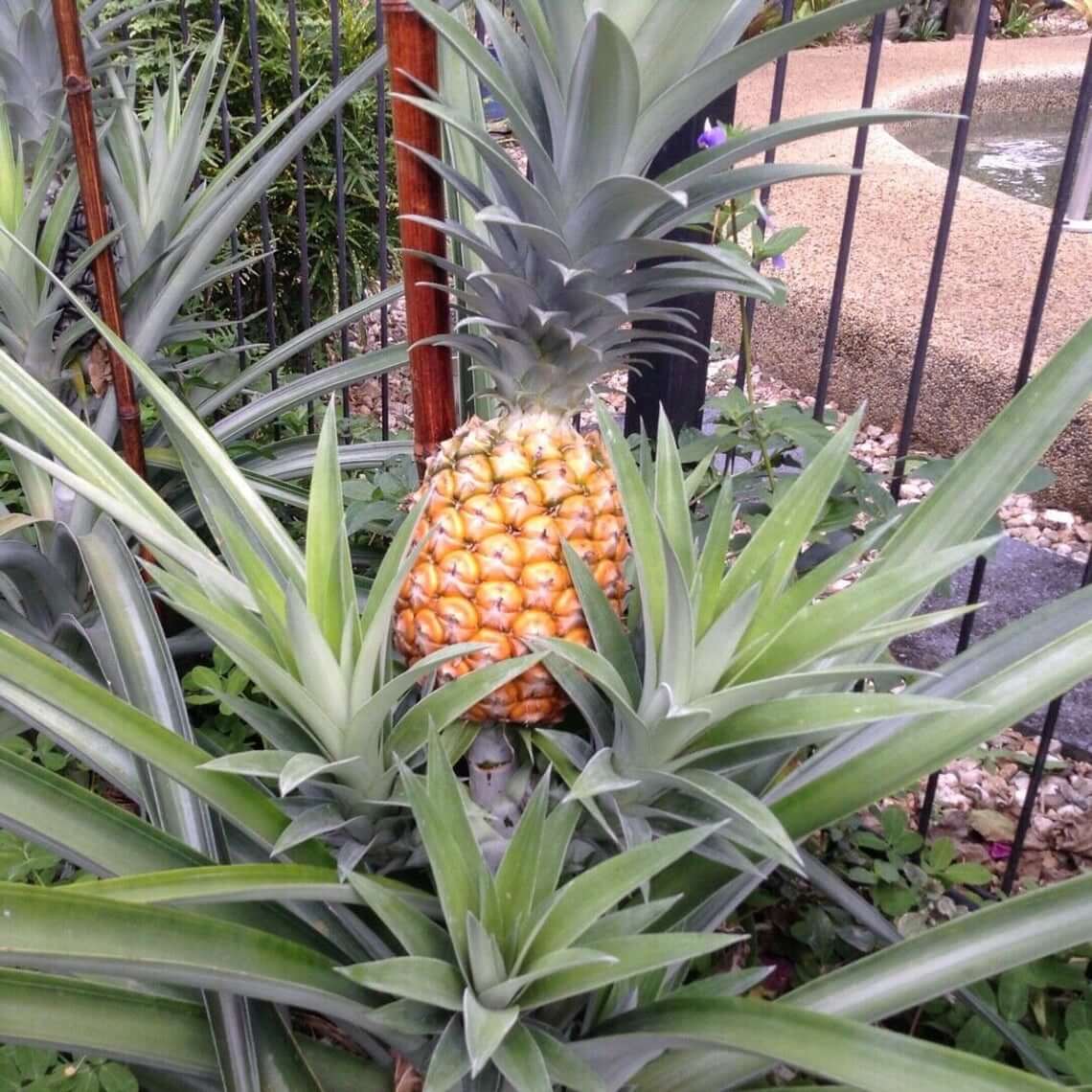 White Pineapple - White Hawaiian Pineapple Non Acidic Super Sweet Comes in 4" Pot