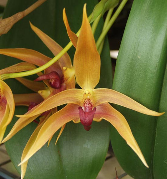 Rare Bulbophyllum Frank Smith Comes in 2" Pot