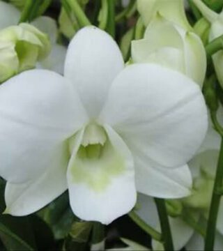 Dendrobium Burana White Comes in 4" Pot