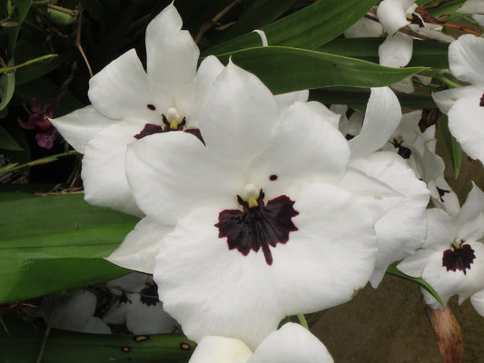 Miltoniopsis Lillian Nakamoto 'Tanto', 4" pots, blooming size, Light Rose Fragrance