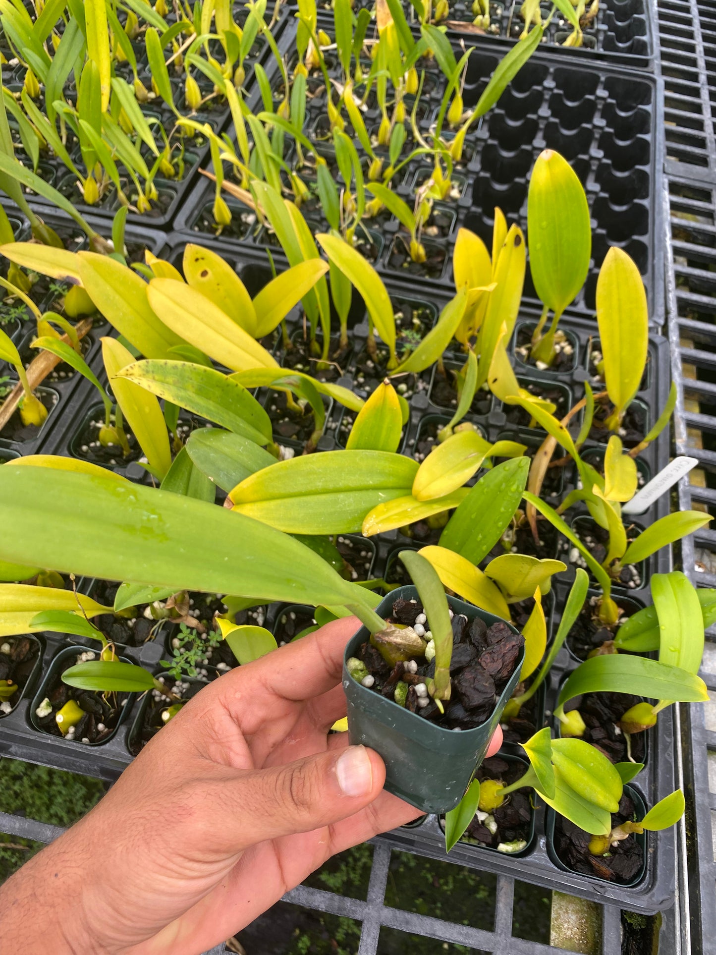 Bulb Cirrhopetalum Auratum Plant ‘Other World’ 2" Pot Plants