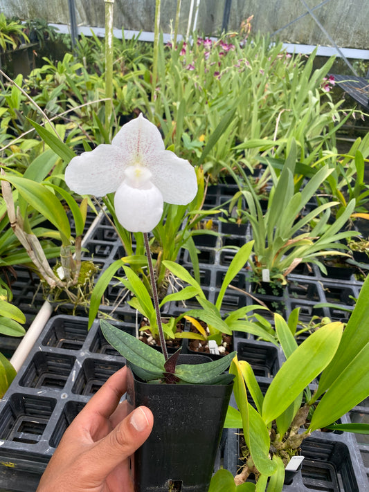 Live Paphiopedilum Niveum x Sib ( hshyng x tan san ) Rare Plant 4" Pot Blooming Size from Hawaii