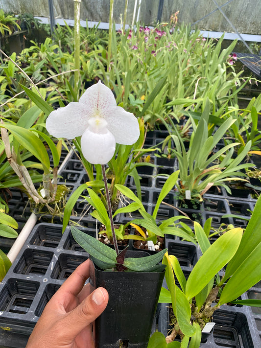 Live Paphiopedilum Niveum x Sib Orchid ( hshyng x tan san ) Rare Plant 4" Pot Blooming Size from Hawaii - Aloha Hawaii Orchids
