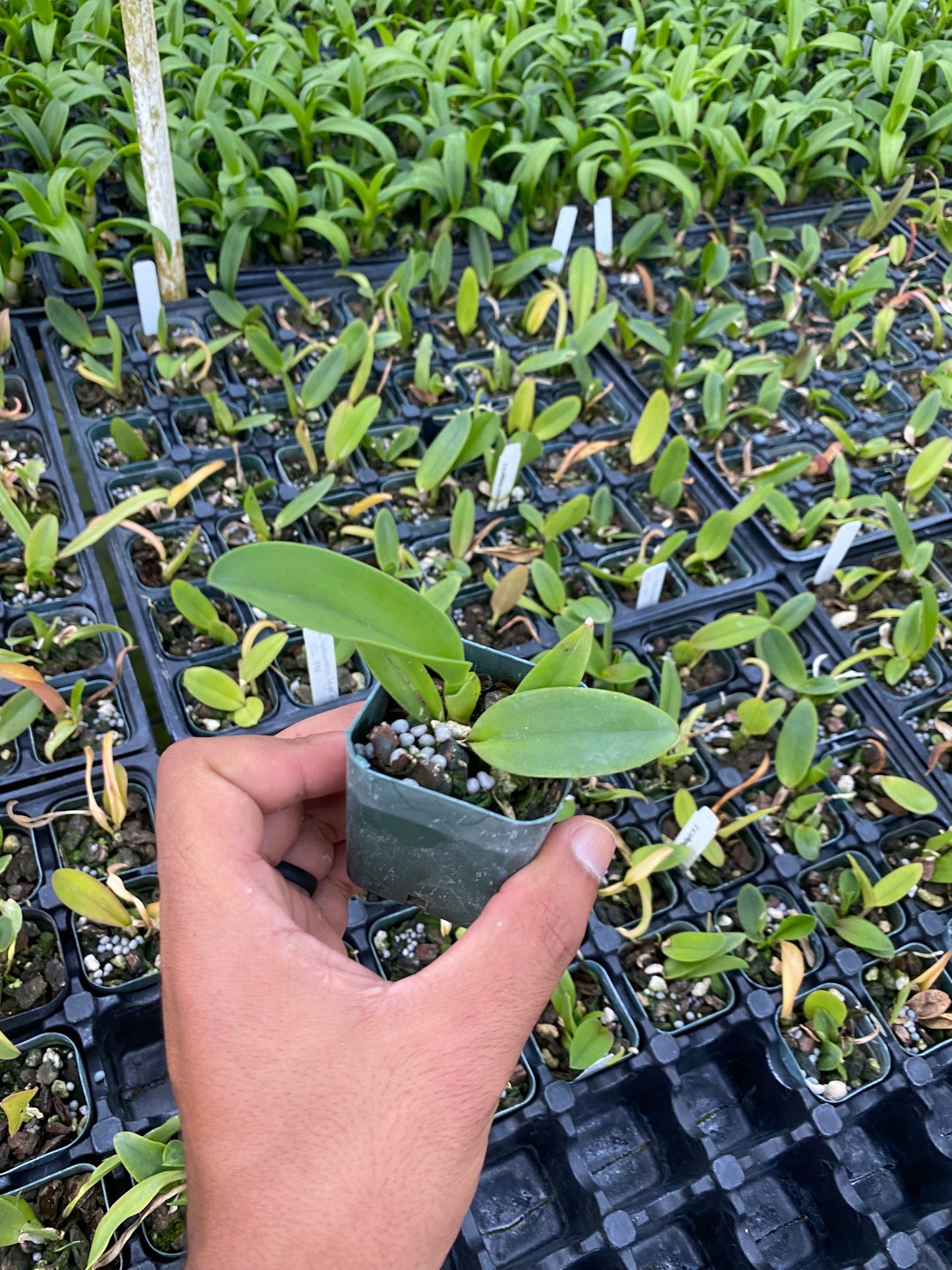 Cattleya Orchid Rlc Star Of Siam Fragrant Cattleyas comes in 2" Pot