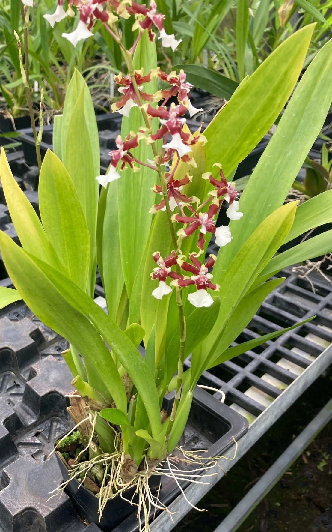 Oncidium Sharry Baby 'Sweet Fragrance' Orchid in 4” pots Blooming Size Fragrant