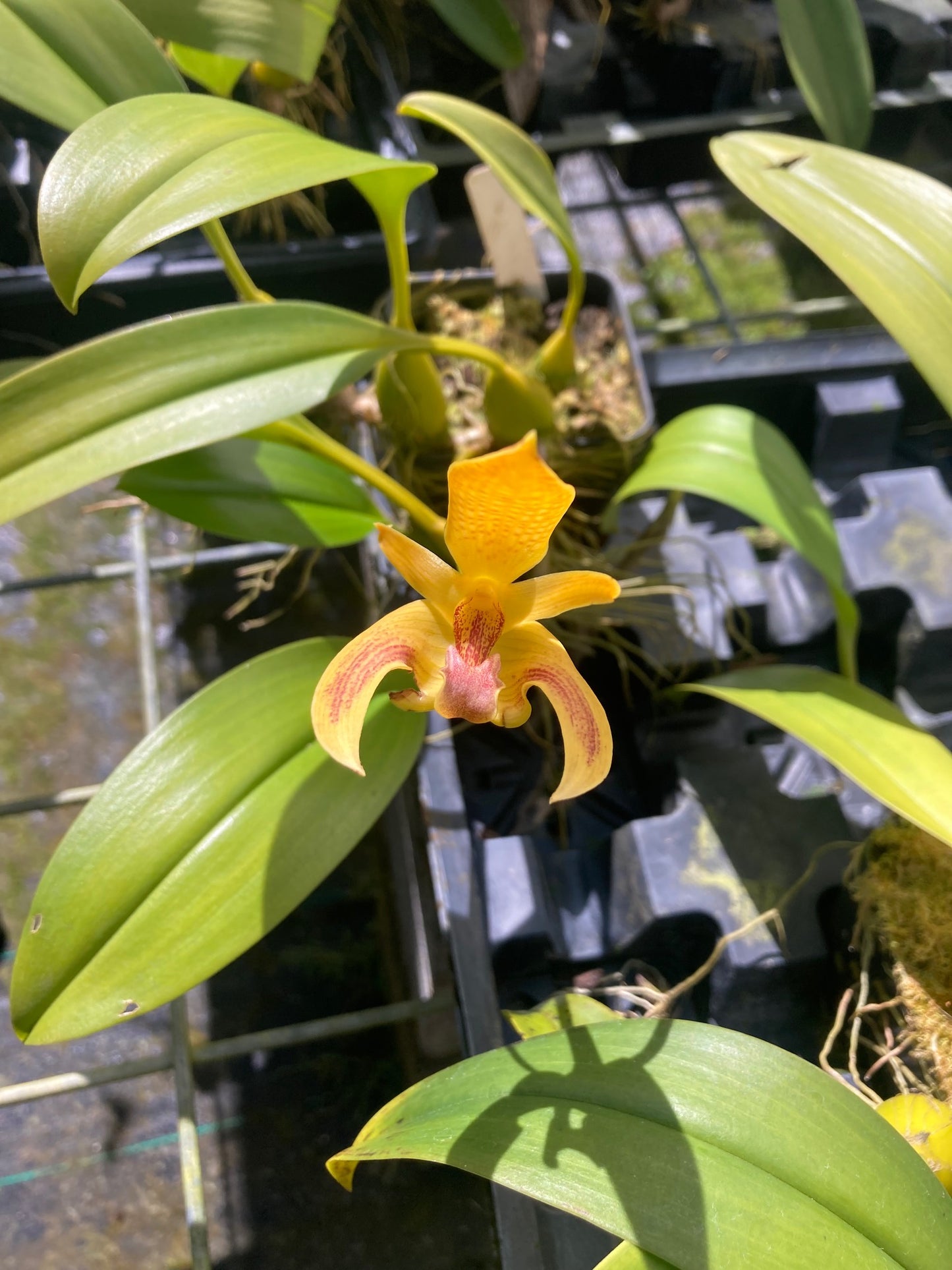 Orchid Bulbophyllum Claptonense Live Plant in 4" Pot