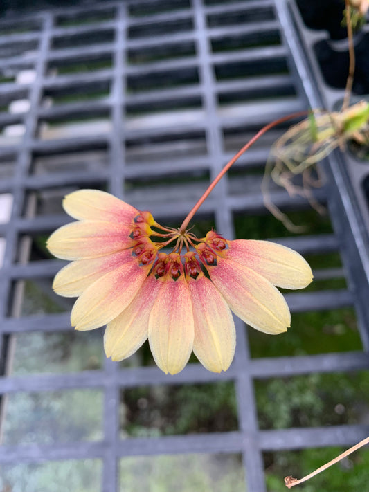 Bulb. Daisy Chain ( Makoyanum x Cumingii ) Orchid 4" - Aloha Hawaii Orchids