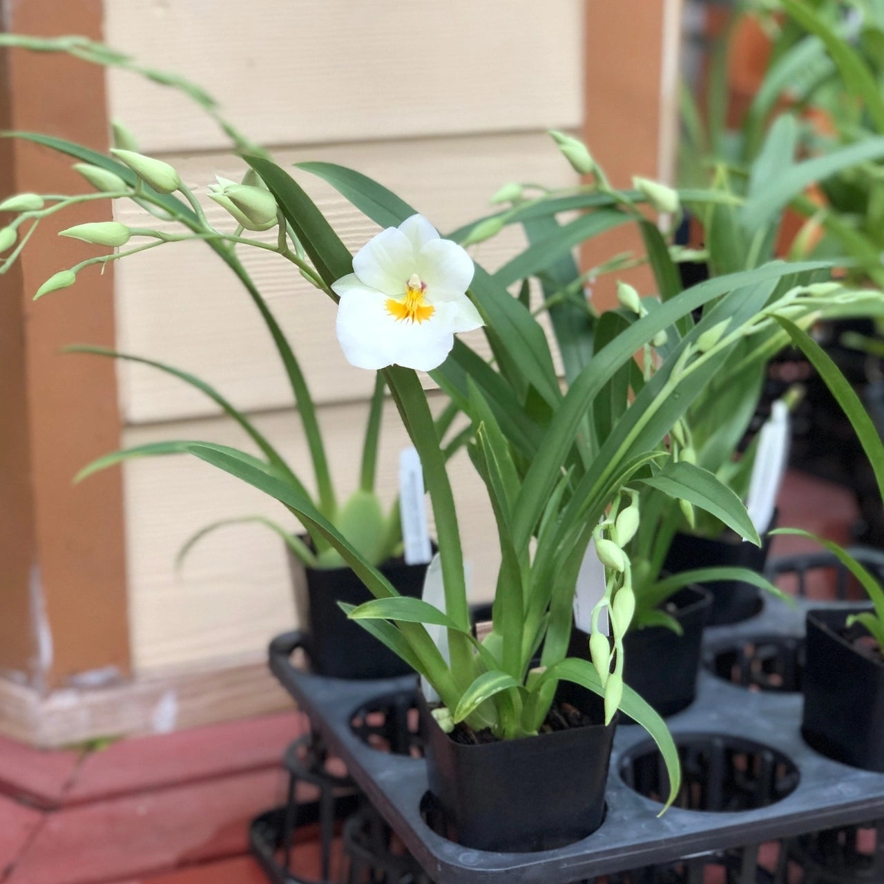 Miltoniopsis Golden Snows ‘White Light’ Comes in 4" Pot
