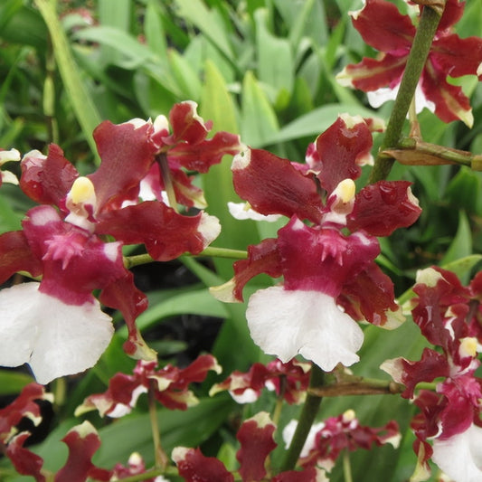 Oncidium Aka Baby 'Raspberry Chocolate' Orchid Comes in 4" Pot - Aloha Hawaii Orchids