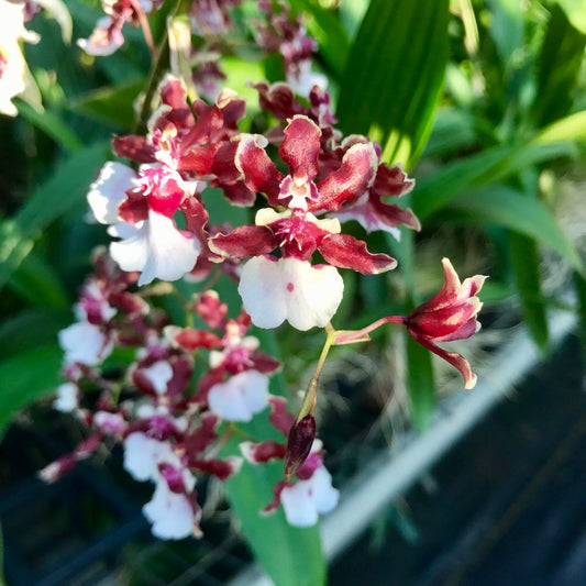 Oncidium Sharry Baby 'Sweet Fragrance' Orchid From Hawaii in 4” pots Blooming Size Fragrant