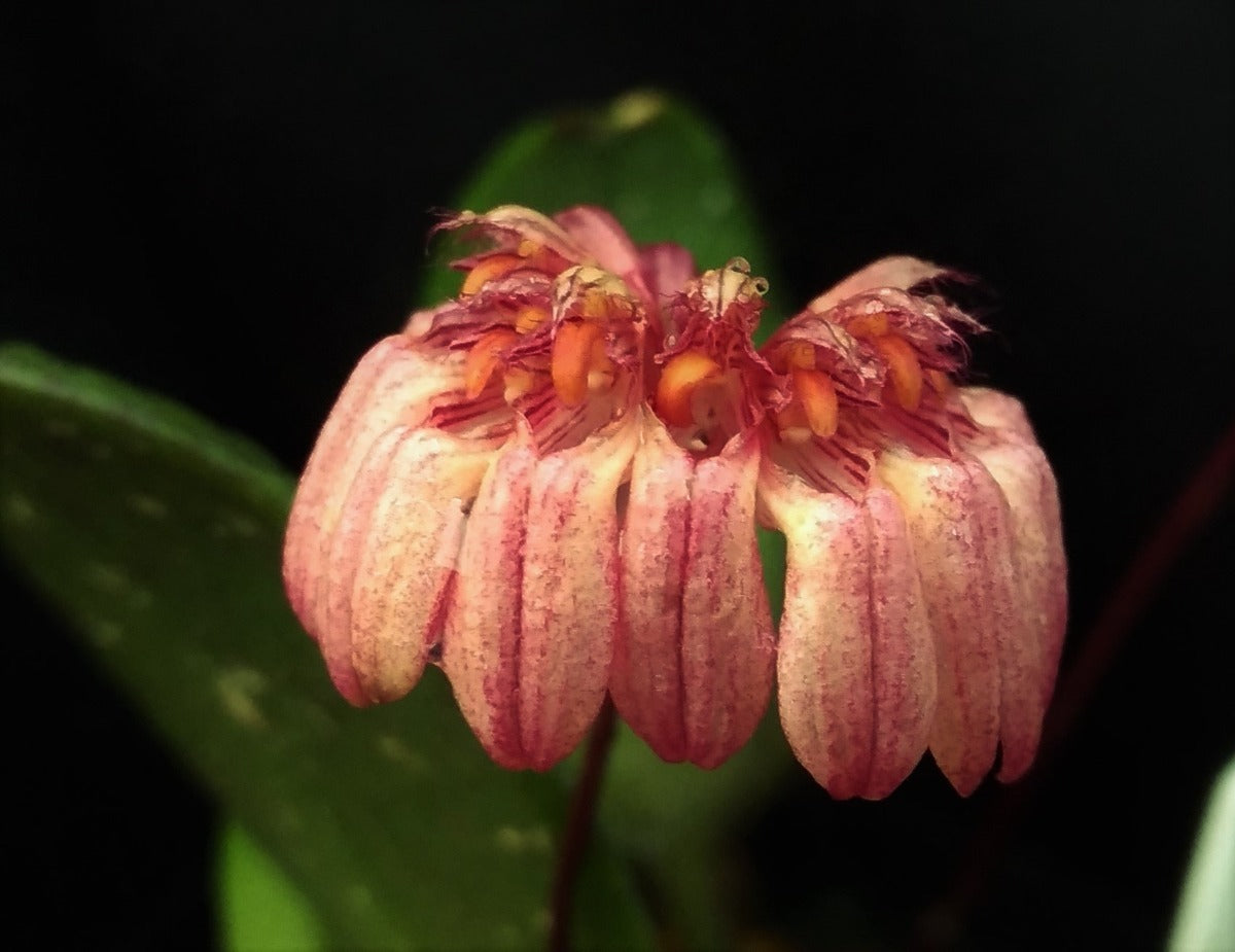 Bulb Cirrhopetalum Auratum Plant ‘Other World’ 2" Pot Plants