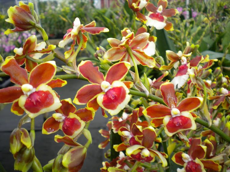 Oncidioda Jimbo 'Swarm' Orchid, Fragrant Flowers, Live Plant From Hawaii