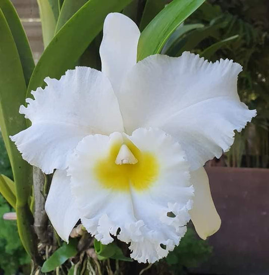 Cattleya Rlc Orchid Siam White ‘The Best’  2" Pot