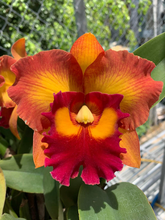Cattleya Orchid Rlc Nakornchaisri delight Orchid 4" Pot - Aloha Hawaii Orchids