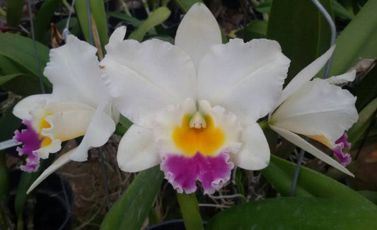 Cattleya orchid Rlc Shinfong 'little boy' Comes in 2" Pot