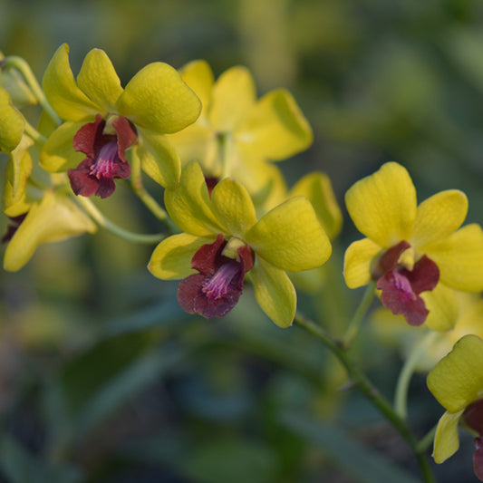 Dendrobium Kaoyai Izumi Orchid, 4" Pot - Aloha Hawaii Orchids